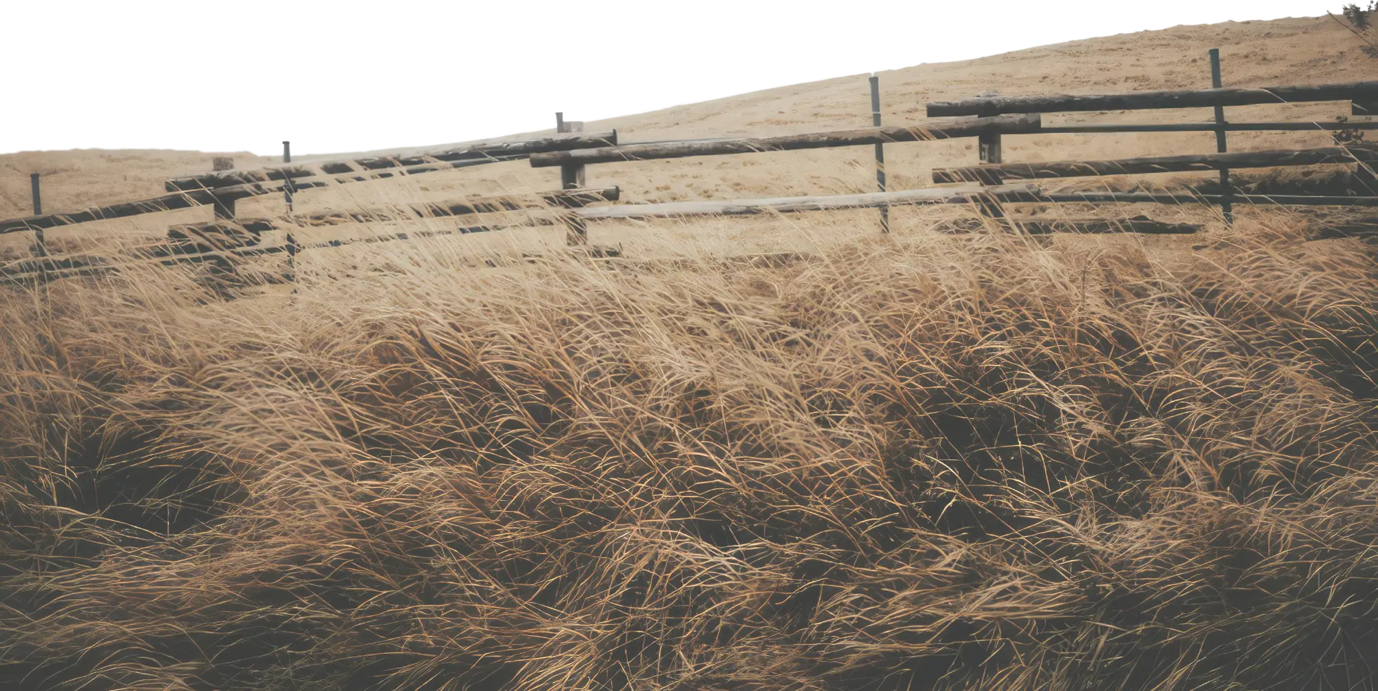 Meadow at a horse ranch